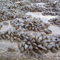 Zebra Mussel
